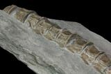Ichthyosaur Vertebrae Column - Posidonia Shale, Germany #114214-6
